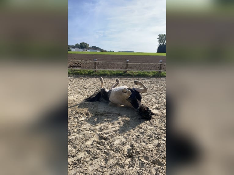 Tysk ridponny Blandning Valack 14 år 145 cm Pinto in Neuenrade