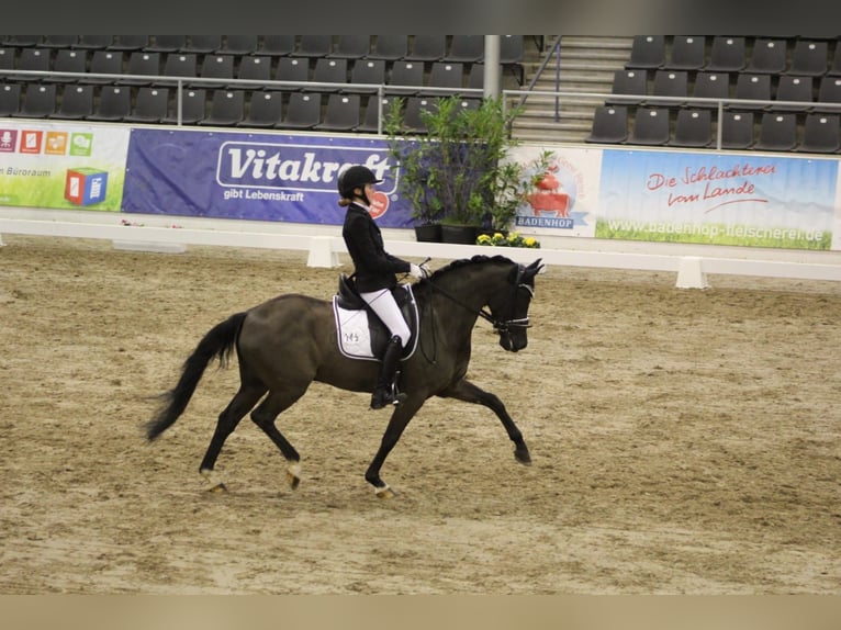 Tysk ridponny Valack 14 år 146 cm Svart in Ganderkesee