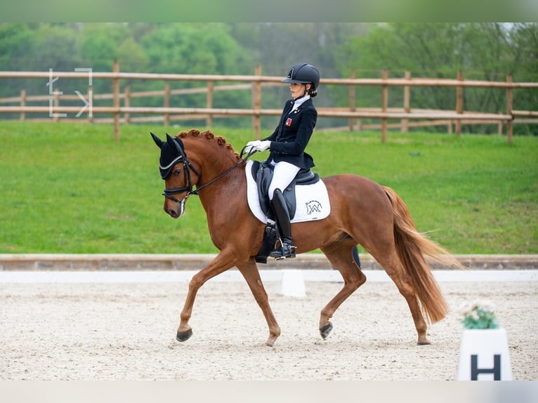 Tysk ridponny Valack 15 år 148 cm fux in Malans GR