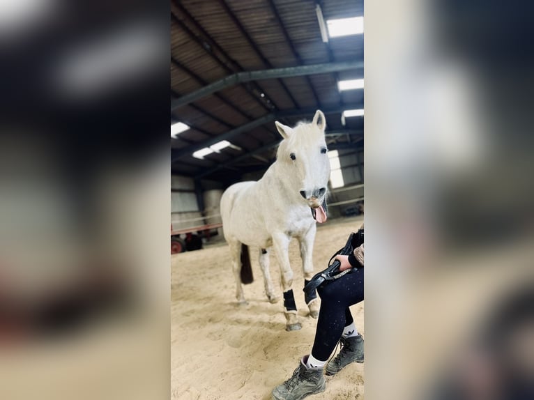 Tysk ridponny Valack 21 år 142 cm Grå in Wehrheim