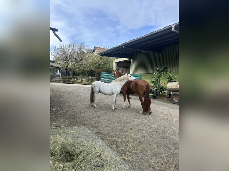 Tysk ridponny Valack 21 år 142 cm Grå in Wehrheim