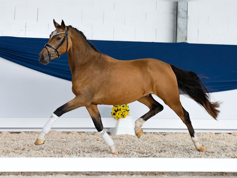 Tysk ridponny Valack 2 år 145 cm Black in Marsberg