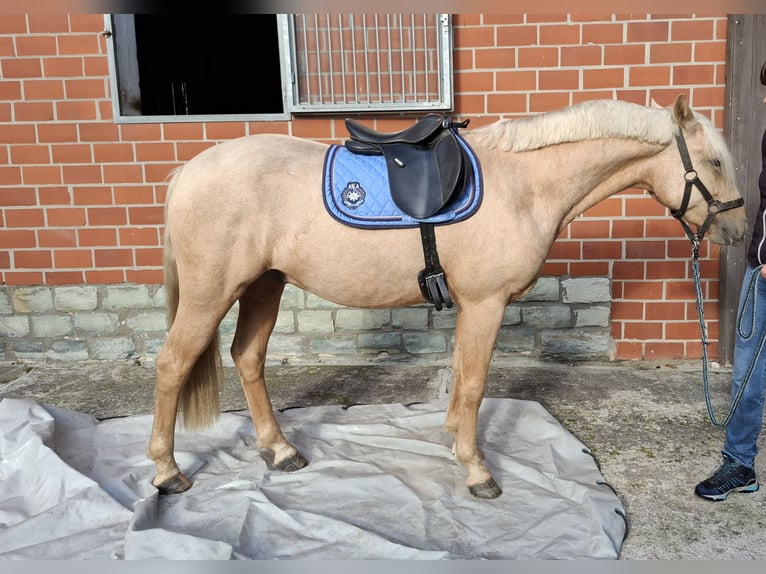 Tysk ridponny Valack 2 år 145 cm Palomino in Herzebrock-Clarholz