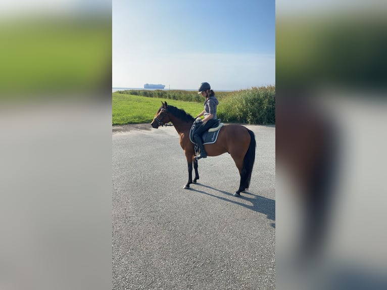 Tysk ridponny Valack 3 år 144 cm Brun in Geestland