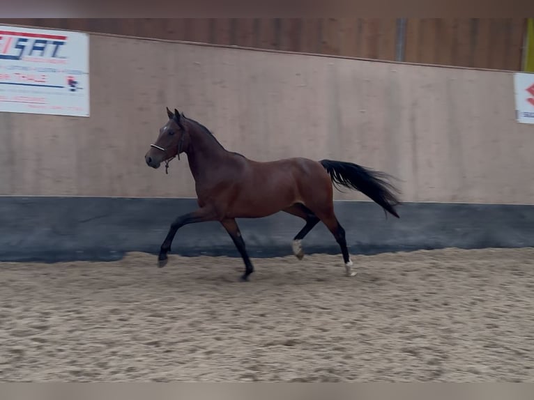 Tysk ridponny Valack 3 år 147 cm Brun in Wegeleben