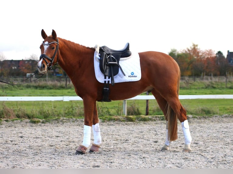 Tysk ridponny Valack 5 år 146 cm in Krefeld