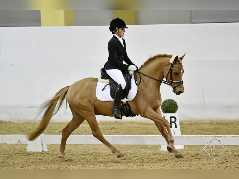 Tysk ridponny Valack 5 år 146 cm fux in Allershausen