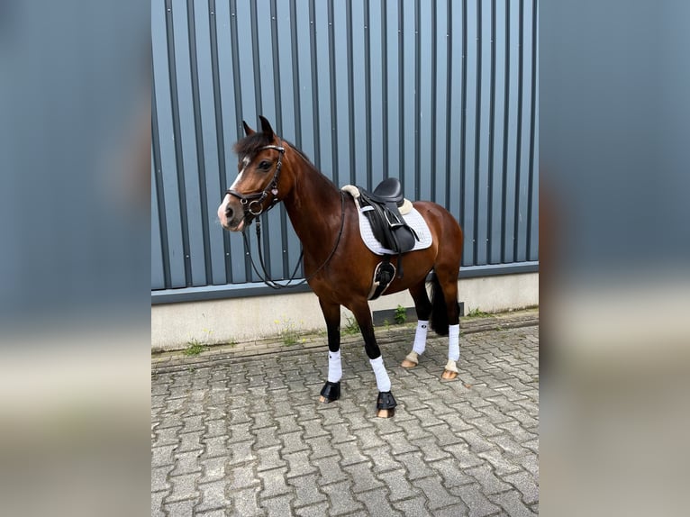 Tysk ridponny Blandning Valack 9 år 137 cm Brun in Salzbergen