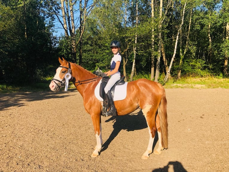 Tysk ridponny Valack 9 år 147 cm fux in Hamburg