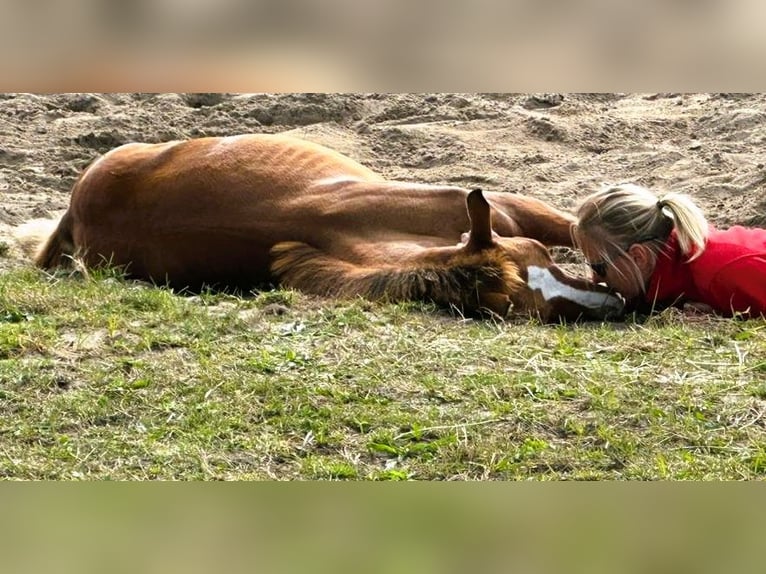 Tysk sporthäst Hingst 1 år 144 cm fux in Hamburg Kirchwerder