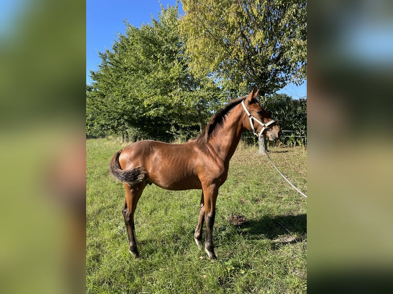 Tysk sporthäst Hingst 1 år 155 cm Brun in Langenchursdorf