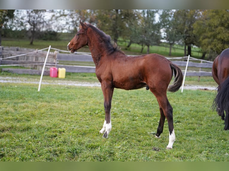 Tysk sporthäst Hingst 1 år 168 cm Brun in Halblech