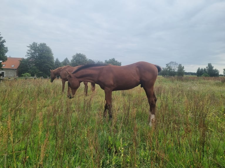 Tysk sporthäst Hingst 1 år 168 cm Brun in Burgstall