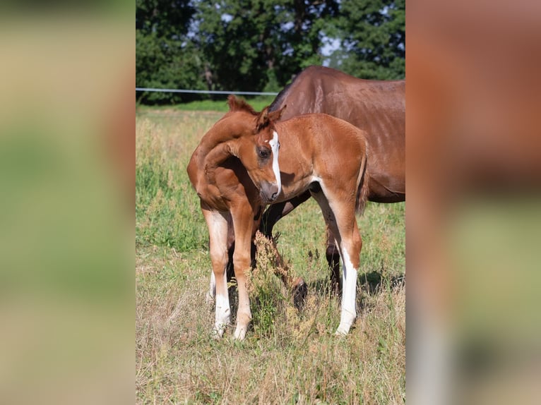 Tysk sporthäst Hingst 1 år 168 cm fux in Sperenberg