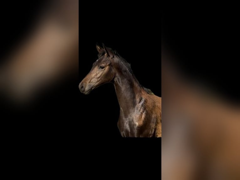 Tysk sporthäst Hingst 1 år 172 cm Rökfärgad svart in Freystadt