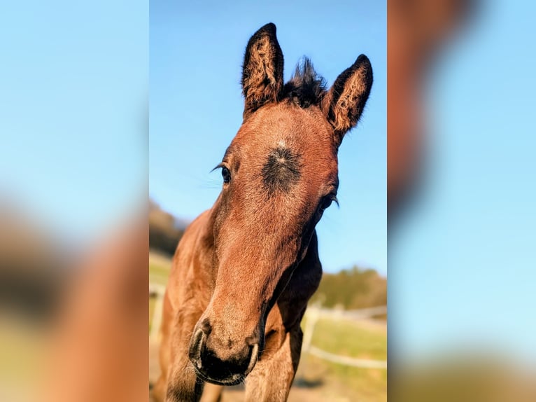 Tysk sporthäst Hingst 1 år Braunfalbschimmel in Steinach