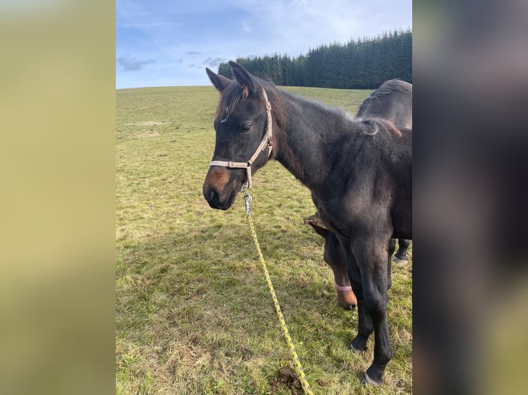 Tysk sporthäst Hingst 1 år Brun in Grünbach