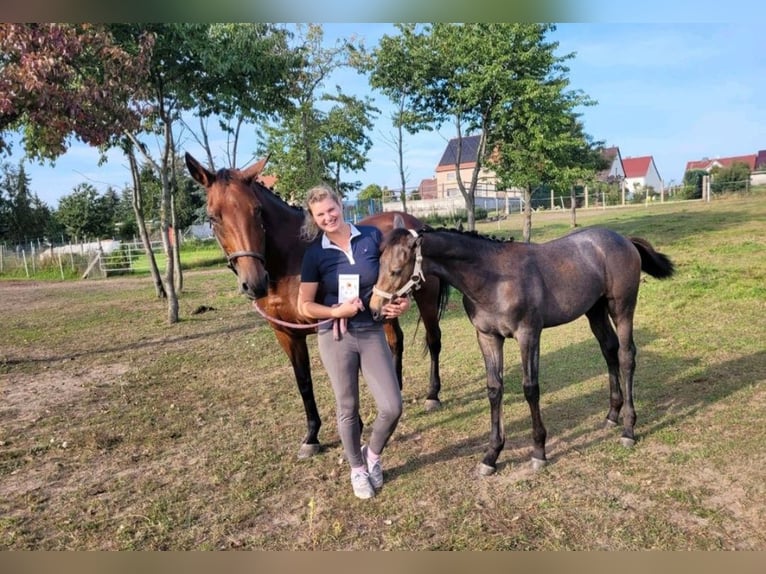 Tysk sporthäst Hingst 1 år Grå in Prettin