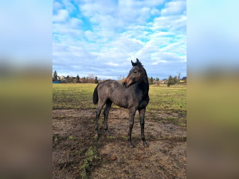 Tysk sporthäst Hingst 1 år Grå in Prettin