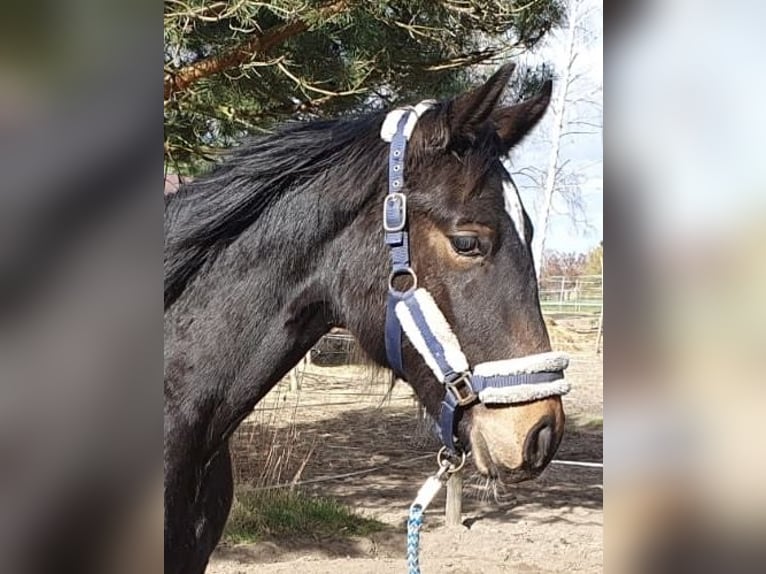 Tysk sporthäst Hingst 1 år Mörkbrun in Werder