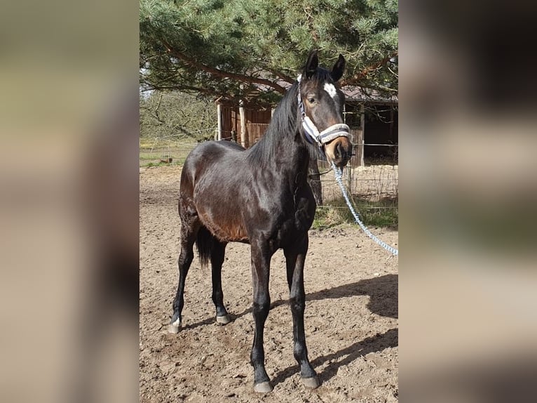 Tysk sporthäst Hingst 1 år Mörkbrun in Werder