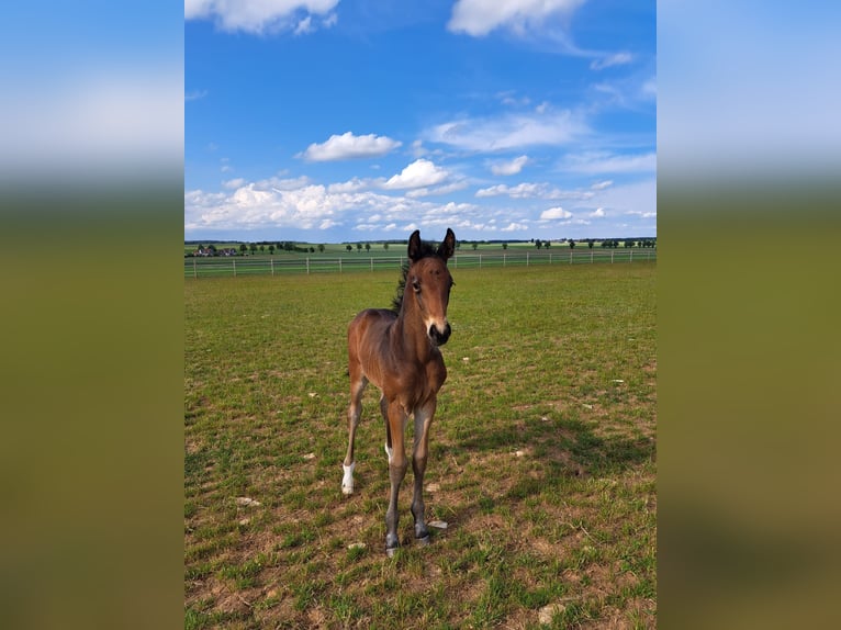 Tysk sporthäst Hingst 1 år Mörkbrun in Greding