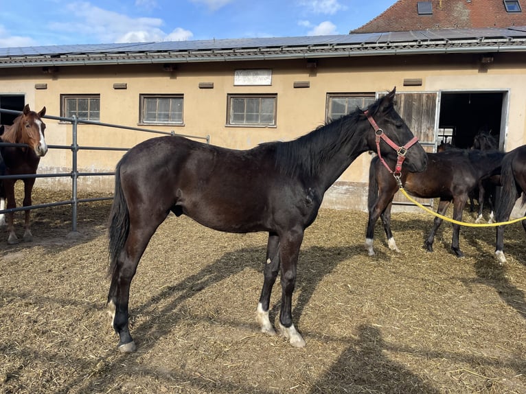 Tysk sporthäst Hingst 1 år Rökfärgad svart in Wettringen