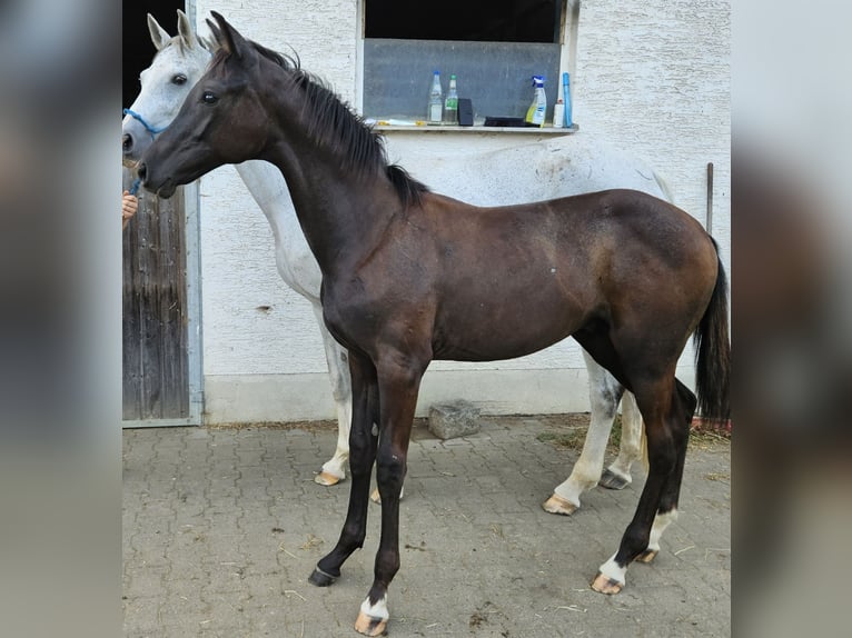 Tysk sporthäst Hingst 1 år in Kammeltal