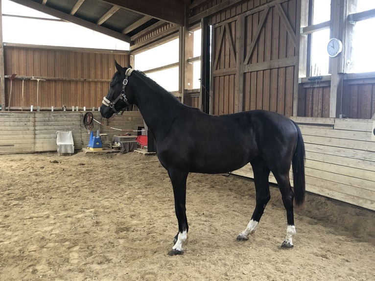 Tysk sporthäst Hingst 2 år 160 cm Rökfärgad svart in Uffenheim