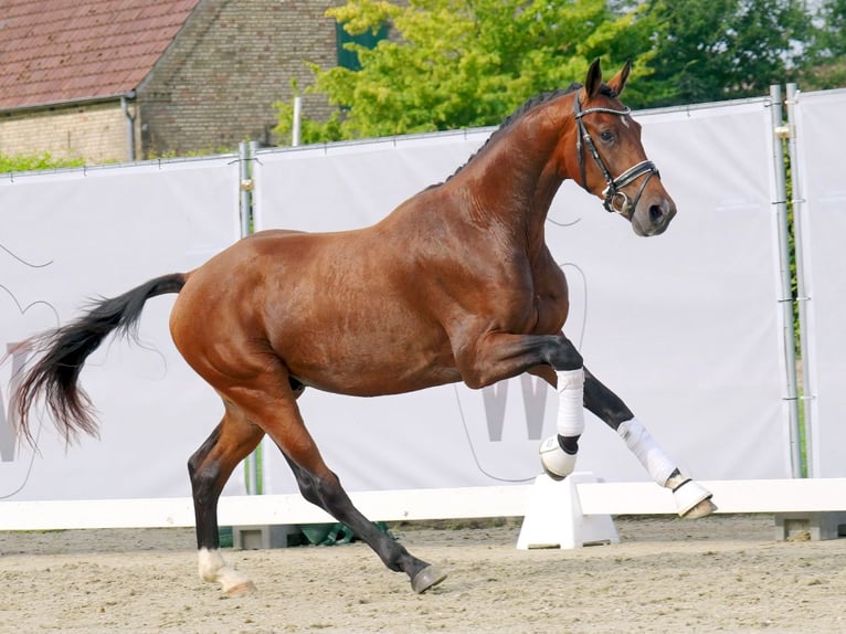 Tysk sporthäst Hingst 2 år 163 cm Brun in Münster-Handorf