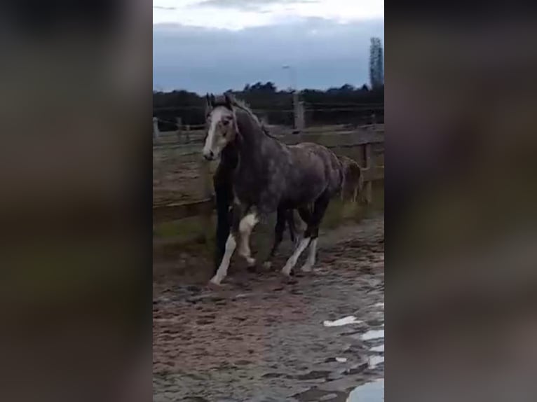 Tysk sporthäst Hingst 2 år 165 cm fux in Bekescsaba