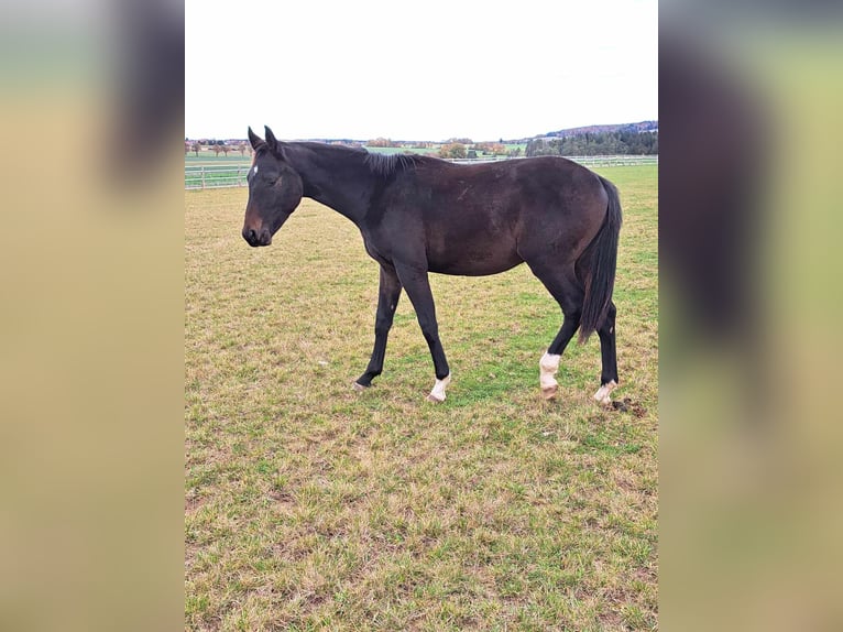 Tysk sporthäst Hingst 2 år 174 cm Rökfärgad svart in Greding