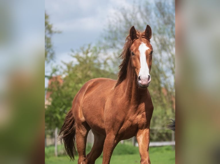 Tysk sporthäst Hingst 3 år 162 cm fux in Nauen