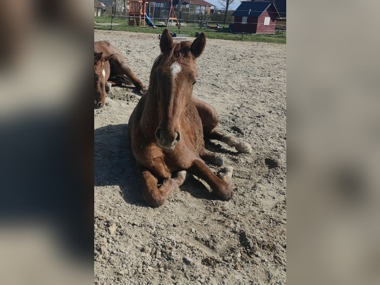 Tysk sporthäst Hingst 3 år 165 cm fux in Herrieden