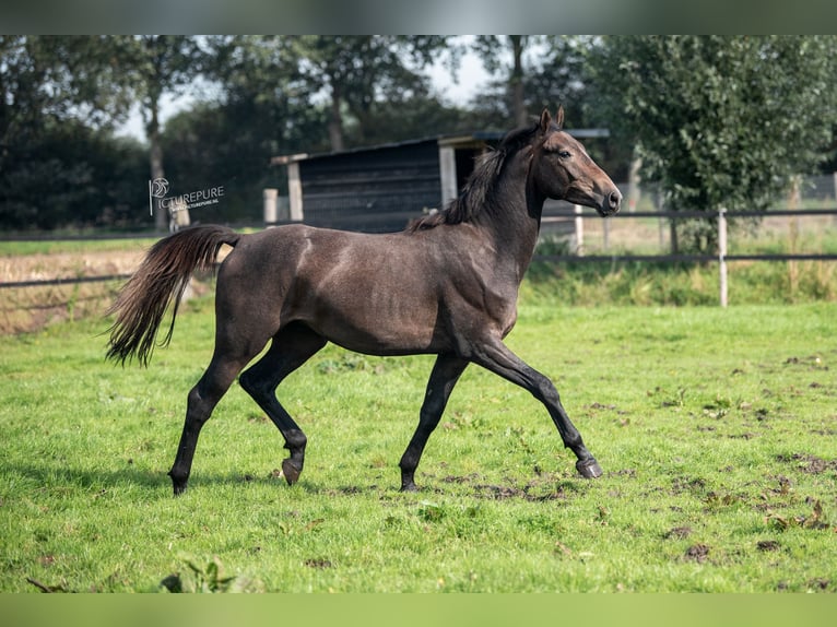 Tysk sporthäst Hingst 3 år 165 cm Grå-mörk-brun in Goch