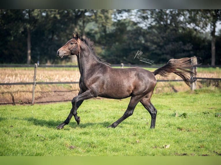 Tysk sporthäst Hingst 3 år 165 cm Grå-mörk-brun in Goch