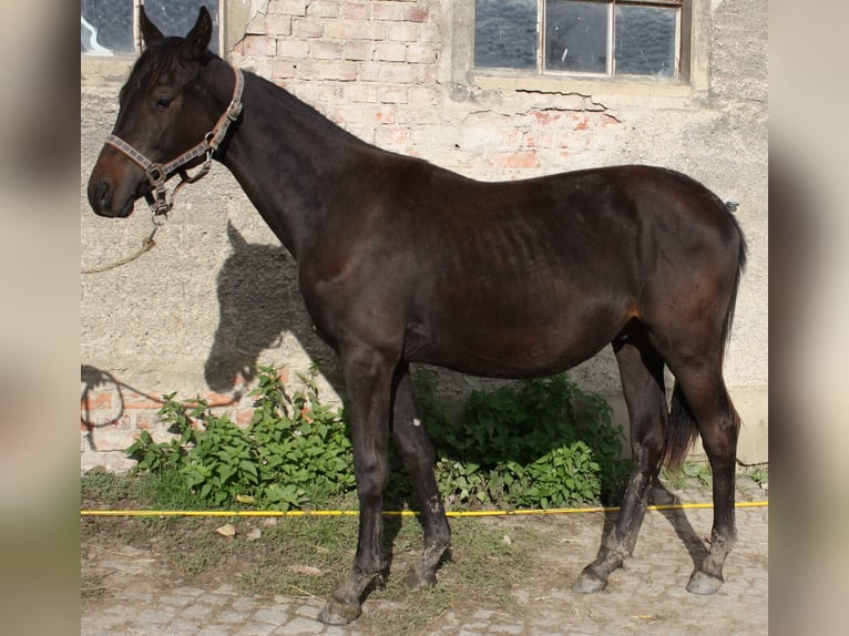 Tysk sporthäst Hingst 3 år 167 cm Brun in Hochkirch