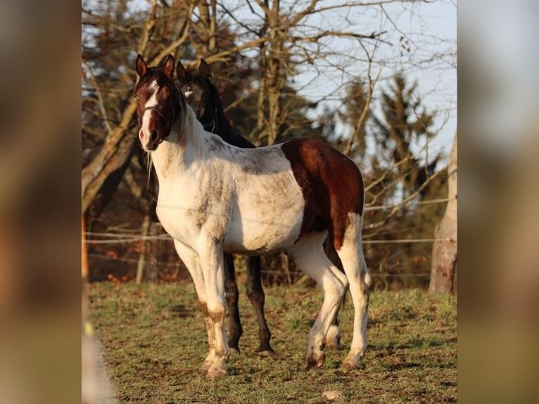 Tysk sporthäst Hingst 3 år 167 cm Pinto in Höchstädt im Fichtelgebirge