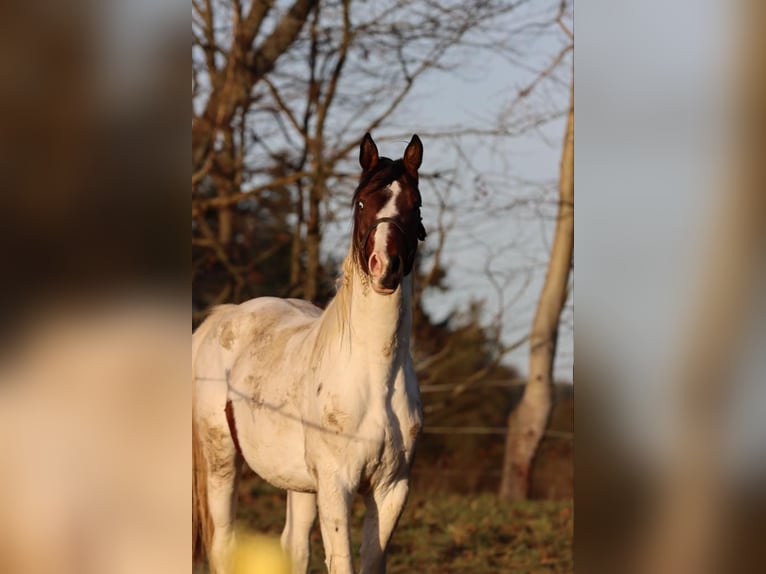 Tysk sporthäst Hingst 3 år 167 cm Pinto in Höchstädt im Fichtelgebirge