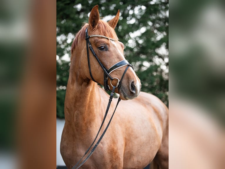 Tysk sporthäst Hingst 3 år 169 cm fux in Priestewitz