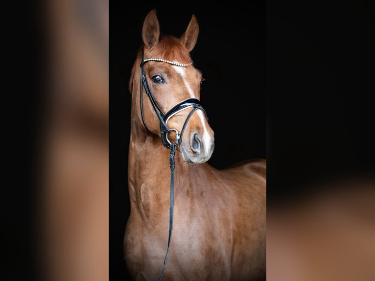 Tysk sporthäst Hingst 3 år 169 cm fux in Priestewitz