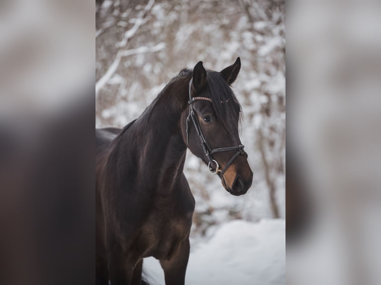 Tysk sporthäst Hingst 3 år 171 cm Mörkbrun in Geroldsgrün