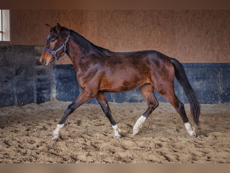 Tysk sporthäst Hingst 3 år 173 cm Ljusbrun in Mettlach