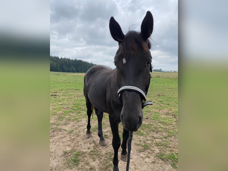 Tysk sporthäst Hingst 4 år 166 cm Svart in Schopfloch