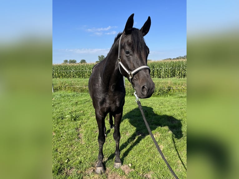 Tysk sporthäst Hingst 4 år 168 cm Svart in Schopfloch