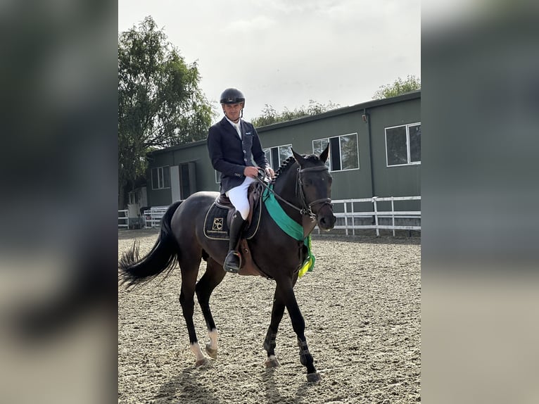 Tysk sporthäst Hingst 5 år 165 cm Brun in Vlădiceasca