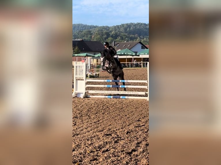 Tysk sporthäst Hingst 5 år 165 cm Grå-blå-brun in Enkenbach-Alsenborn