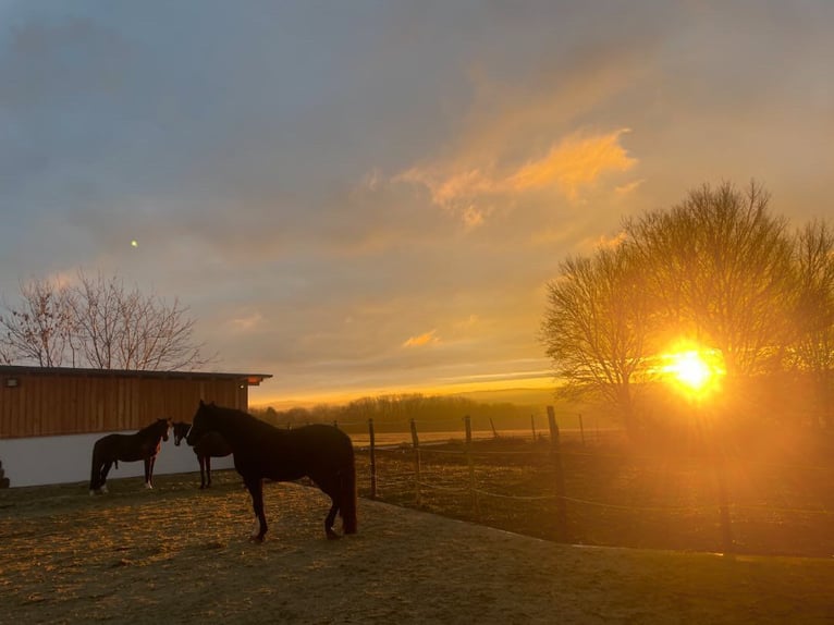 Tysk sporthäst Hingst in Hülben