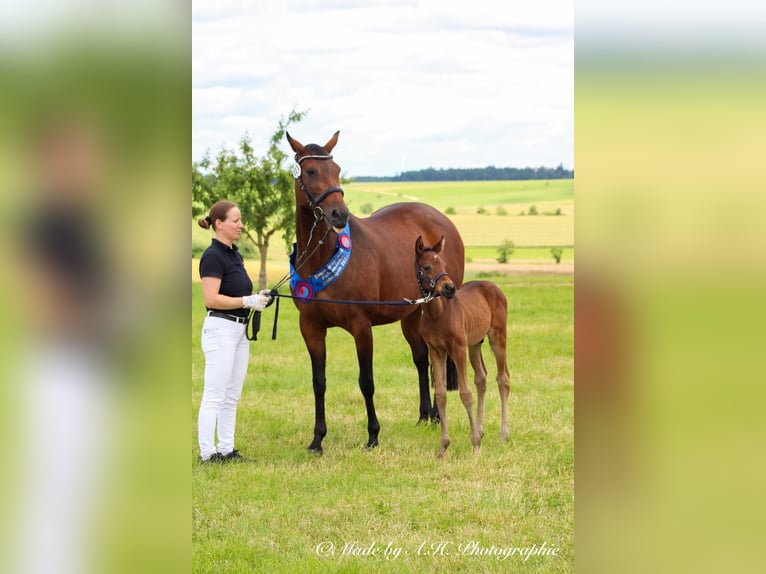 Tysk sporthäst Hingst Föl (05/2024) 165 cm Mörkbrun in Eckental