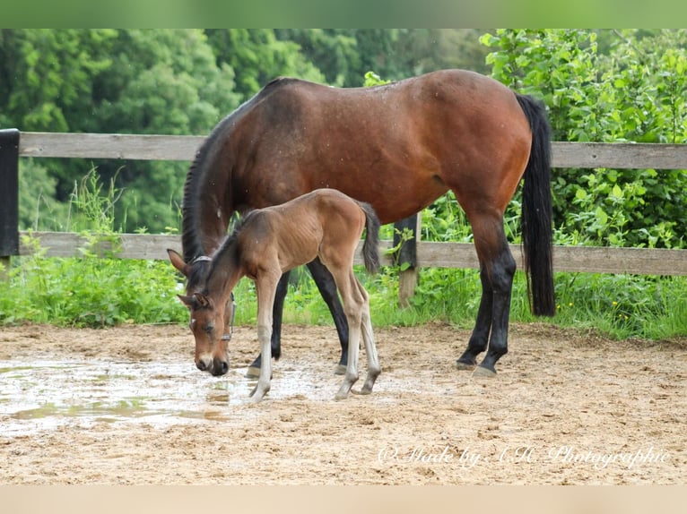 Tysk sporthäst Hingst Föl (05/2024) 165 cm Mörkbrun in Eckental